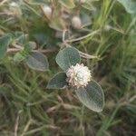 Image result for Gomphrena celosioides