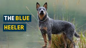 Blue Heeler Ten Things You Need To Know About This Dog Today Youtube