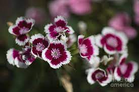 With 3 white roses, 3 white oriental branches and sessional flowers. Tiny Pink And White Flowers Photograph By Joy Watson