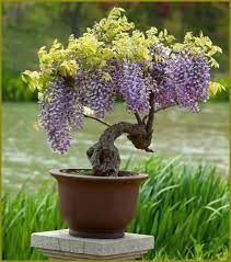 Bonsai Wisteria Bonsai Bonsai Tree How To Grow Bonsai