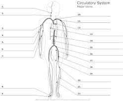 Major branches of abdominal aorta. Major Veins Of The Body Unlabeled Example Smartdraw Anatomy And Physiology Arteries Anatomy Anatomy