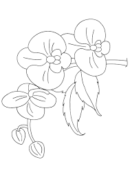 Orchids have an unusual structure. Orchid Coloring Pages Books 100 Free And Printable