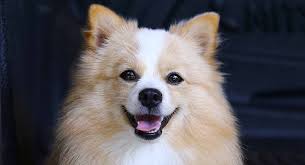 Finde jetzt schnell die besten angebote für papillon chihuahua mix auf focus online kleinanzeigen. Chihuahua Mix Which Of These Cute Dogs Will Win Your Heart