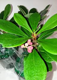 When you think of flowers with thorns, you may most often picture the rose. Amazon Com Pink Crown Of Thorns Plant Euphorbia 4 5 Pot Flowering Plants Garden Outdoor