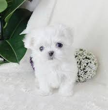 Kim is very kind, he patiently answered all of our questions. Mini Maltese Puppies For Adoption Toy Maltese Puppies Teacup Puppies Maltese Maltese Puppy Maltese Puppies For Sale