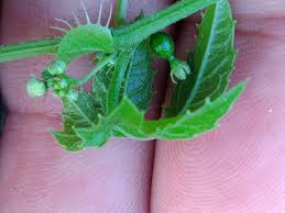 Image result for Ctenolepis cerasiformis