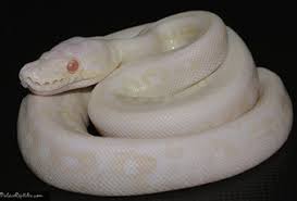 Price may vary by location. Ball Python Morph Galleryballpythonmorphgallery Com