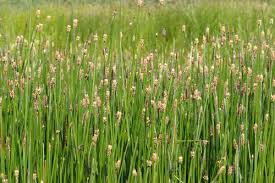 Image result for Eleocharis naumanniana