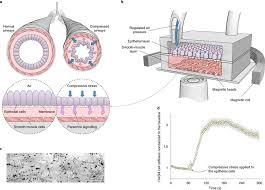 The cardiac muscle is only found in the heart wall. Bronchial Chip Results Indicate Positive Feedback Between Smooth Muscle Download Scientific Diagram