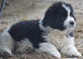 Sculpture digest is a site run by former newfie owners. Moore Newfies Reputable Newfoundland Breeder In Colorado