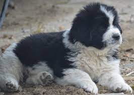 Where can i find tenderheart newfoundland puppies in colorado? Moore Newfies Reputable Newfoundland Breeder In Colorado