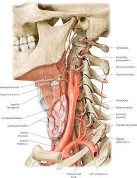 The vertebral artery is one of the main arteries at the base of the neck and is the first branch of the subclavian artery. Muscles Anatomy Physiology Health Fitness Training Muscle Neck Veins Medical Anatomy Human Body Anatomy Body Anatomy