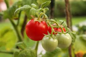 You should always 'harden' tomato plants before transplanting them into the garden. Cherry Tomato Farming In India Planting Care Harvesting Agri Farming