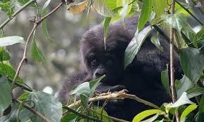 Image result for Brazzeia longipedicellata