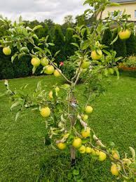 Der beste zeitpunkt, um den apfelbaum umzupflanzen ist der herbst. Winterapfel Golden Delicious Malus Golden Delicious Baumschule Horstmann