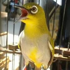 Sebagai seorang pemula dalam merawat burung khususnya branjangan tentunya tak mau melakukan kesalahan, apalagi pada saat masih bakalan. Masteran Burung Masteranburungjos Profil Pinterest