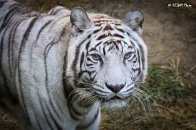 Нападение белого тигра / white tiger attack. Cincinnati Zoo S Last White Tiger Dies Wvxu