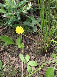 Image result for Tolpis capensis