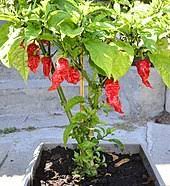 And the man behind here's steps on how to water your soil to perfection. Carolina Reaper Wikipedia