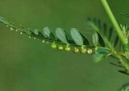 Image result for Phyllanthus