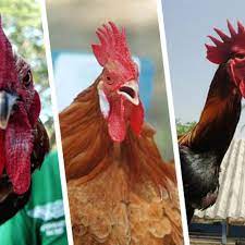 Gambar pertama adalah ayam hutan kacukan, manakala gambar kedua adalah ayam hutan asli. 4 Ayam Termahal Asli Indonesia Harganya Rp 40 Juta Per Ekor Bisnis Liputan6 Com