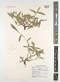 Image result for Aneilema pedunculosum