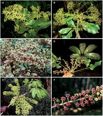 Image result for Astropanax abyssinicus