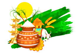 festival background 2625 1742 transprent png free download green thai pongal makar sankranti in 2020 happy pongal happy pongal wishes festival background happy pongal wishes
