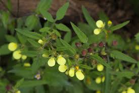 Image result for Calceolariaceae