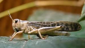 With our rhino grasshopper tutorials, you can learn grasshopper faster and easier!learning to think parametrically is rhino grasshopper tutorials. Ù…Ø§ Ù‡Ùˆ Ø§Ù„Ø¬Ø±Ø§Ø¯ ÙˆÙ…Ø§ Ù‡ÙŠ ÙÙˆØ§Ø¦Ø¯ Ùˆ Ø£Ø¶Ø±Ø§Ø± Ø§Ù„Ø¬Ø±Ø§Ø¯ ÙˆÙƒÙŠÙ ØªØªÙ… Ù…ÙƒØ§ÙØ­Ø© Ø§Ù„Ø¬Ø±Ø§Ø¯ Ø·Ù‚Ø³ Ø§Ù„Ø¹Ø±Ø¨ Ø·Ù‚Ø³ Ø§Ù„Ø¹Ø±Ø¨