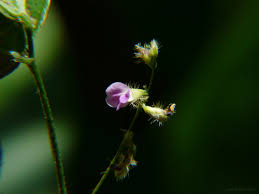 Image result for Teramnus repens