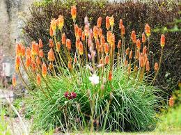 Image result for Uvaria schweinfurthii