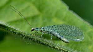Choose from 30+ green insects graphic resources and download in the form of png, eps early summer green insect net sunny day. Chrysopidae Wikipedia