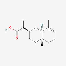 Image result for Schistostephium crataegifolium