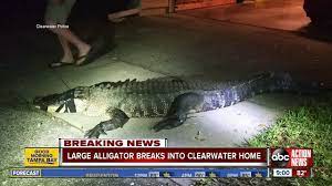 We did not find results for: 11 Foot Alligator Breaks Into Florida Homeowner S Kitchen Youtube