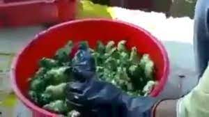 Usaha ayam potong itu tidak hanya bagus. Ternyata Begitu Cara Pedagang Mewarnai Anak Ayam Warna Warni Youtube