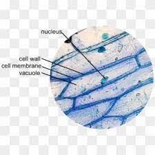 Check spelling or type a new query. This Is A Typical Onion Cell Slide With Labels Onion Cell Under Microscope Labelled Clipart 4825683 Pikpng