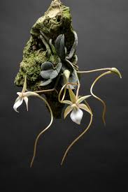 Image result for Aerangis collum-cygni