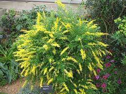Sweet Broom (Cytisus x spachianus) Live Plants | eBay