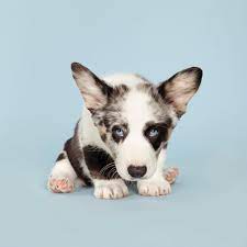 807 Likes 15 Comments Shaina Fishman Shainafishman On Instagram Legend Has It Corgis Are Enchanted Dogs Welsh Le Corgi Welsh Corgi Welsh Corgi Puppies