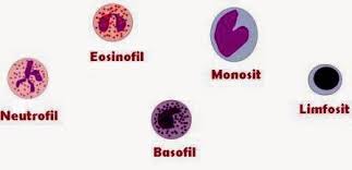 Cek darah anda secara rutin melalui pemeriksaan tes darah. Pengertian Fungsi Jenis Dan Ciri Ciri Sel Darah Putih Leukosit