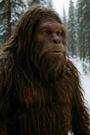 Took this last winter in my backyard . Upstate NY.