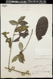 Image result for Hugonia platysepala