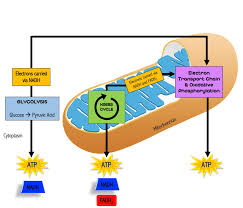 Glycolysis Krebs Cycle Electron Transport Chain Electron