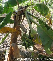 It takes between 3 and 6 months for the banana tree fruit to mature. Growing Bananas How To Grow Banana Plants And Keep Them Happy