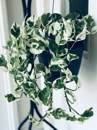 Llachetez vos plantes vertes en ligne sur ma petite jardinerie direct producteur en stock et livraison.c'est une très belle plante pour intérieur, elle révèle un port retombant ou grimpant. Un Melange Lumineux De Blanc Et Vert Le Pothos Variegeta Osez Planter Ca Pousse