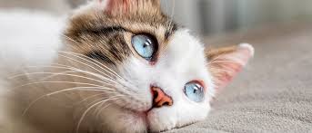 Kedim Neden Kusuyor Royal Canin Royal Canin