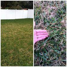 Augustine requires about one inch of water per week including rainfall. Common Bermuda Grass Mingled In With St Augustine Grass As The Bermuda Grass Goes Dormant In The Win Bermuda Grass Garden Landscape Design St Augustine Grass
