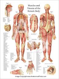 The tendency to store fat increases when we hit our forties. Female Muscles And Viscera Anatomy Poster