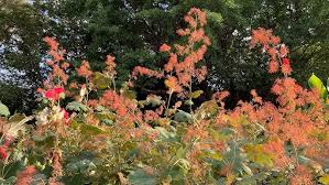Image result for Macleaya